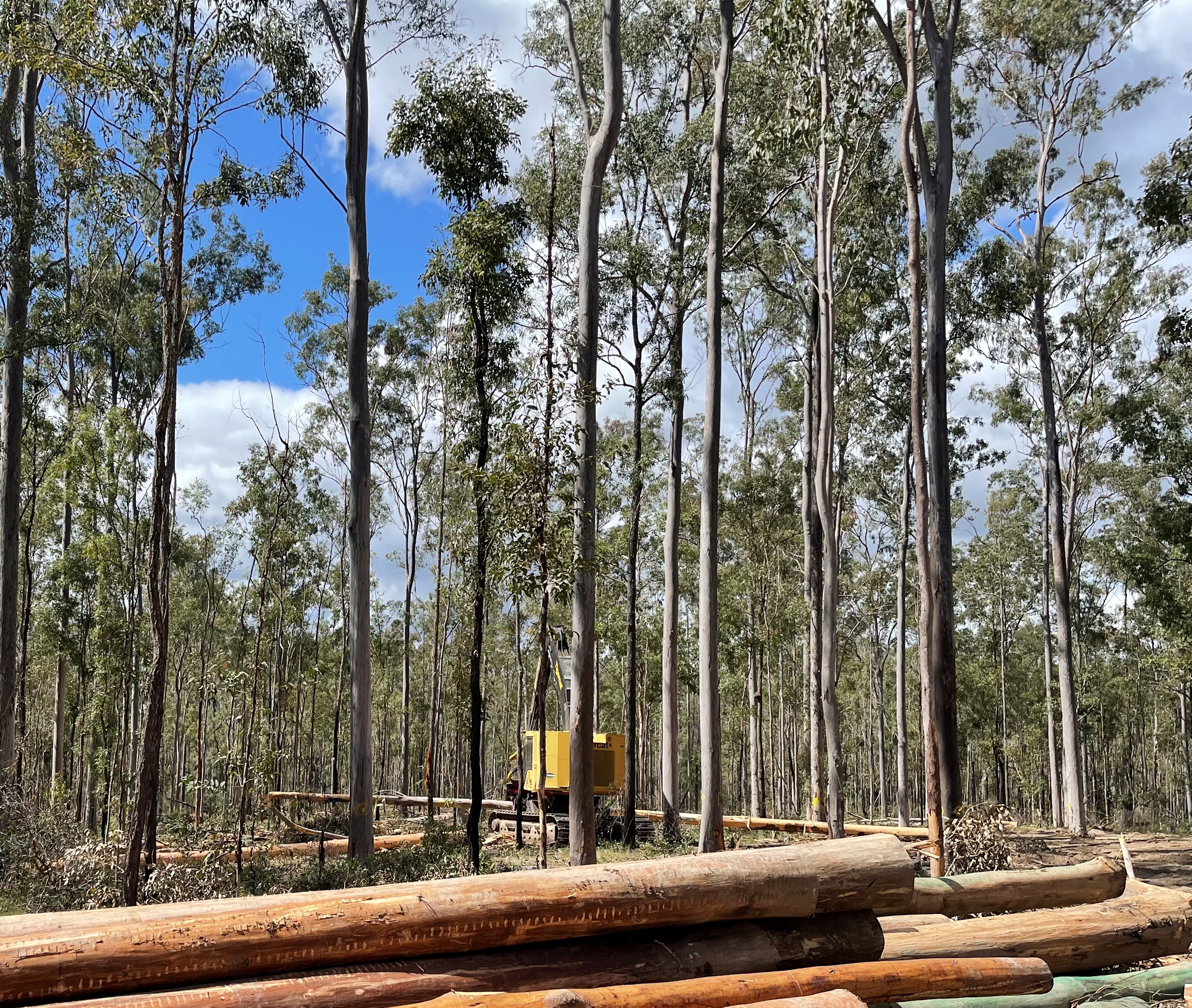 Timber Queensland